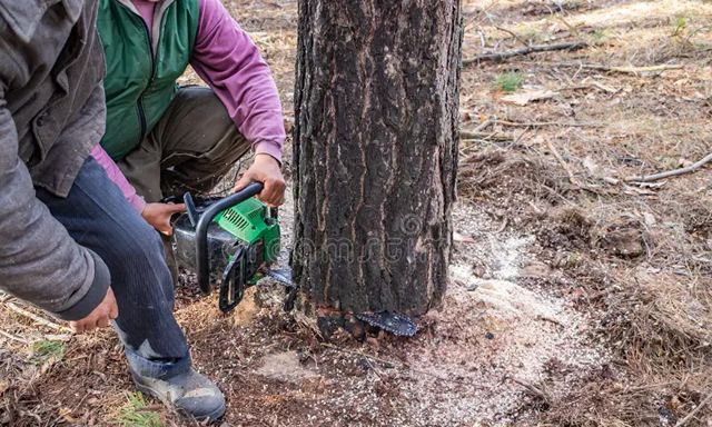 В лесном массиве возле села Васищево погибла женщина