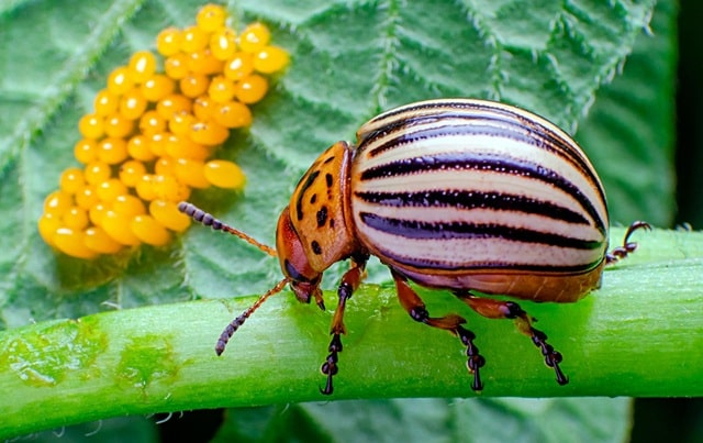 Засоби від жуків на картоплі: як ефективно боротися з колорадським шкідником