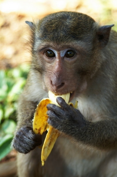 Животных в зоопарке балуют любимыми лакомствами 