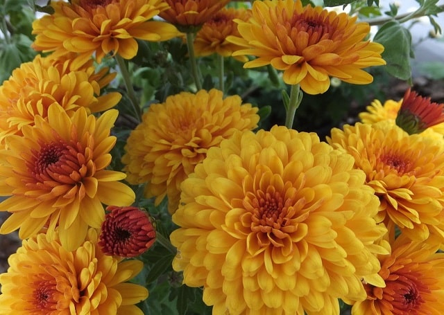 Великолепная корейская хризантема: особенности и достоинства