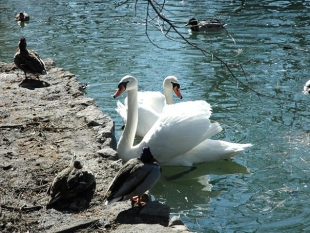 Из парка Горького исчезли лебеди (видео)