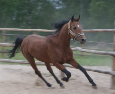 Девочка едва не лишилась руки