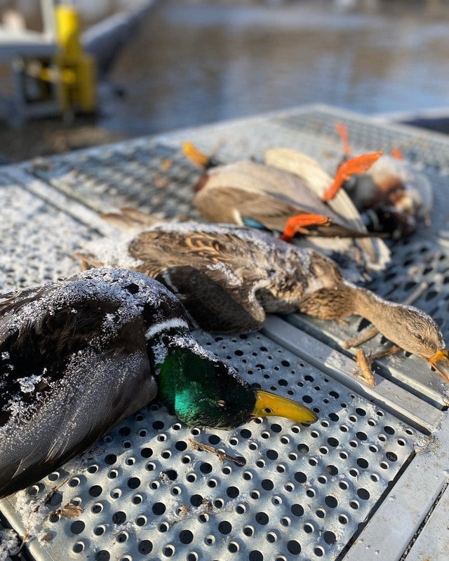 Новая проблема на реке Уды – от отравленной воды умирают утки
