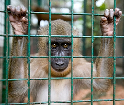 Животные страдали в частном зоопарке