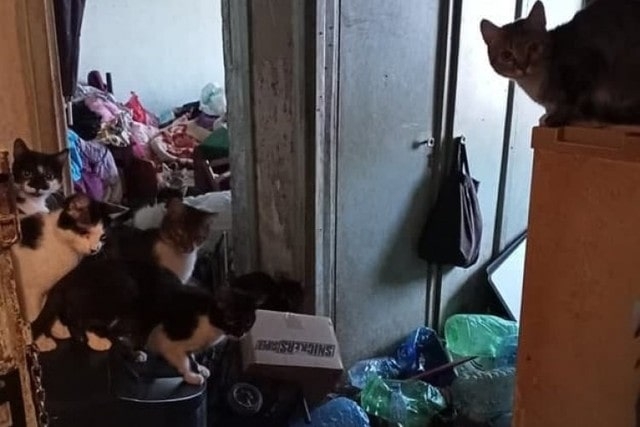 Из однокомнатной квартиры 86-летней жительницы Харькова забрали 16 котов