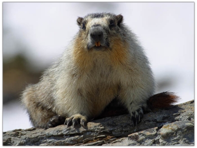 Байбак Тимка предсказал холодную весну