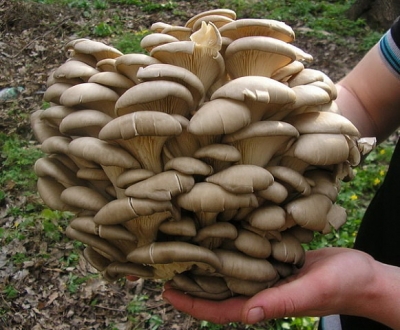 Грибы для животных