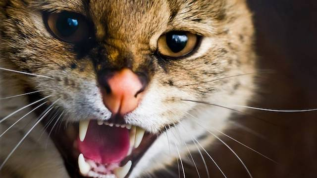 В Лозовской громаде введен карантин - обнаружены бешеные кошки