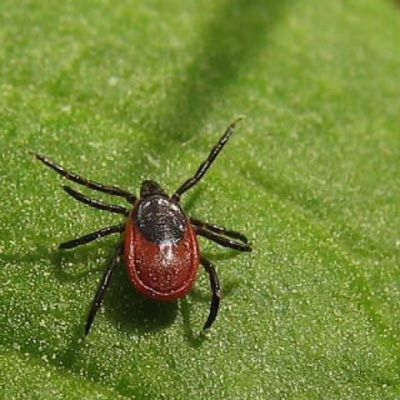 В харьковских лесах много опасных клещей