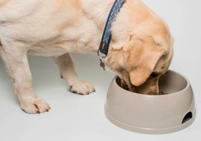 Какая должна быть миска для собаки