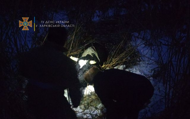 Спасатели вытащили из полыньи 600-килограммового быка