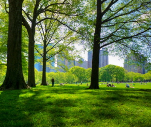 В Харькове снесли 15 тыс. зеленых насаждений