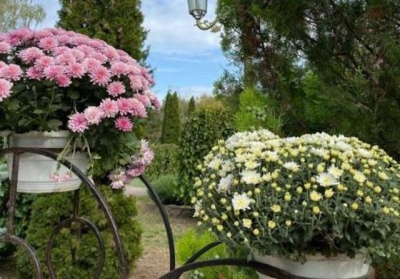 В харьковском Экопарке открылся осенний «Бал хризантем»