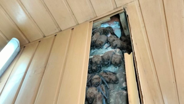 Более 900 летучих мышей, зимовавших в обшивке балкона квартиры, спасли в Харькове