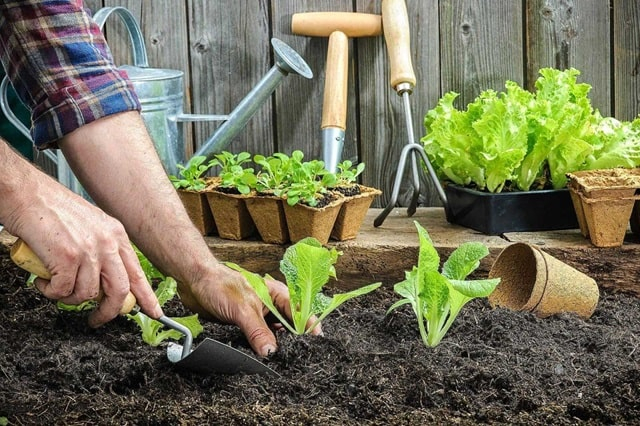 Приобретение семян овощей и фруктов для самостоятельного выращивания