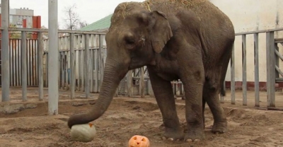 Животные из Харьковского зоопарка по-своему отметили Хэллоуин (видео)