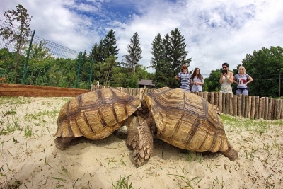 Харьковчанам предлагают релакс с помощью черепах