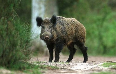 Дикие кабаны разгуливают по городу