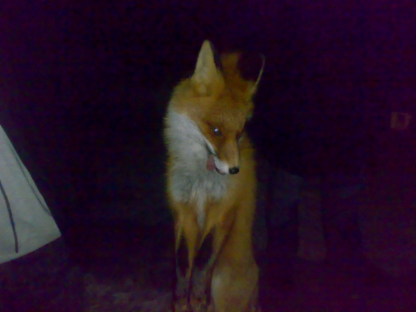 Дикие животные ищут еду и тепло