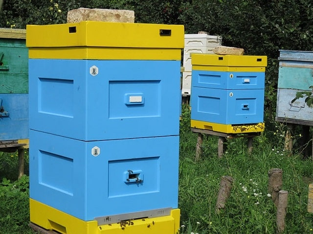 Вулики Лисоня з Польщі: з чого складається, переваги, де купити