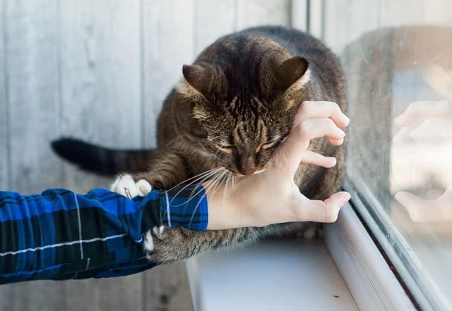 Чому кішка кусається: природа та поведінка