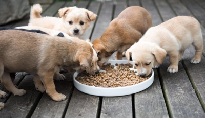 Выбор корма для щенков средних пород: важные моменты и особенности