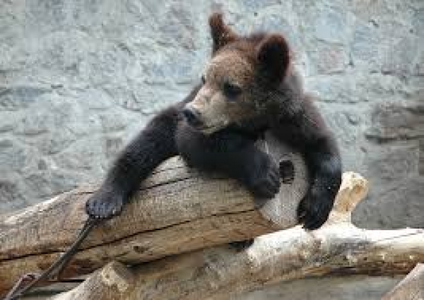 Животных из зоопарка предлагают взять на поруки