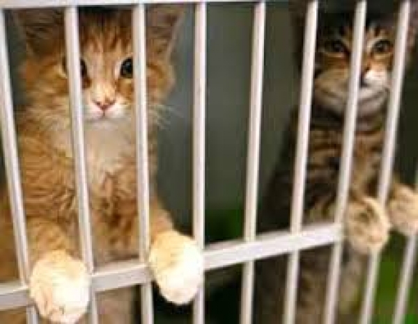 Прекращено финансирование приюта для животных