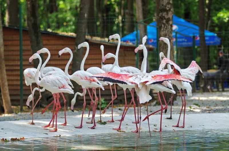 Семья Фельдман Экопарк пополнилась грациозными пернатыми (фото)