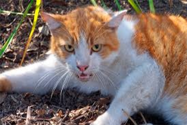 В Дергачевском районе бешеный кот покусал троих детей