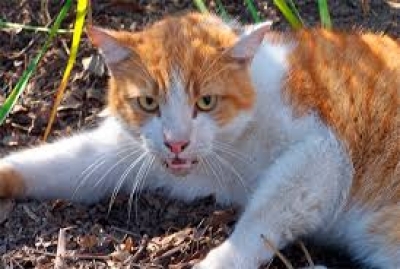 В Дергачевском районе бешеный кот покусал троих детей