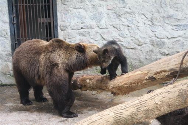 Харьковчане помогут выбрать имена медвежатам