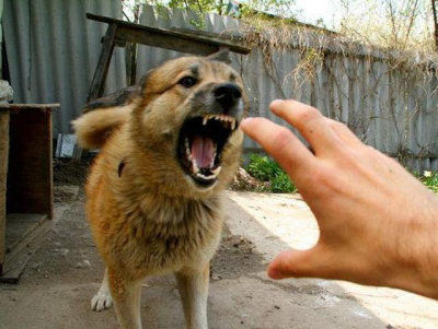 С начала года на Харьковщине зафиксировано около 80-ти случаев бешенства у животных