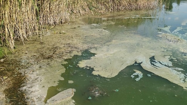 В речку Берестовую текут сточные воды из коллектора