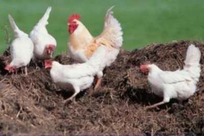 Птицефабрика засорила земли мертвой птицей