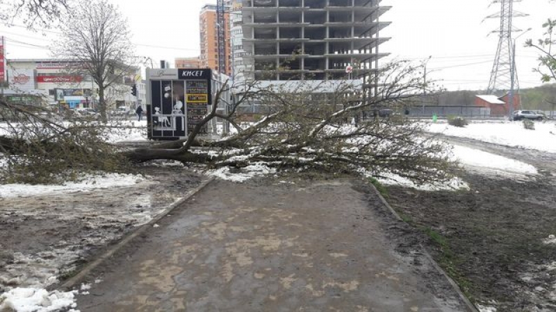 Деревьепад в Харькове: когда КП начнут ликвидировать последствия непогоды