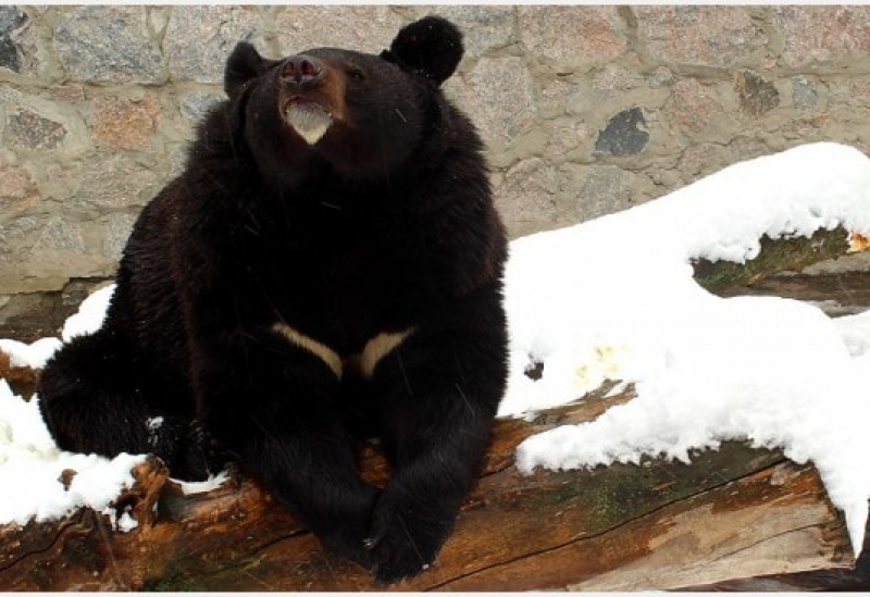 Как отреагировали животные Харьковского зоопарка на непогоду