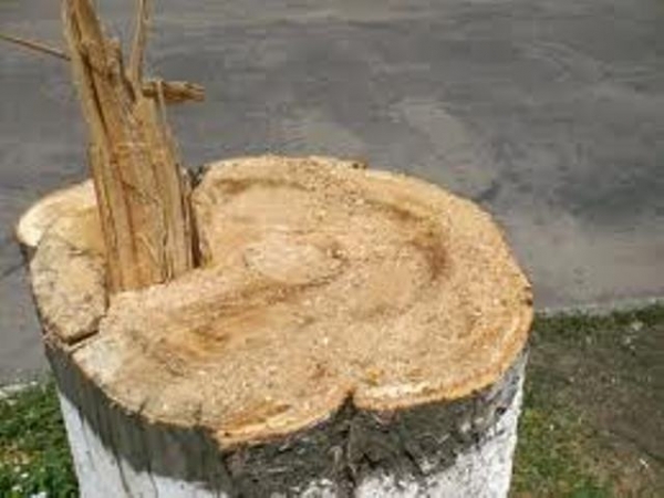 Активисты защищают тополя 