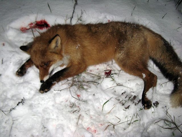 Под Харьковом на территории частного дома обнаружили мертвое бешеное животное