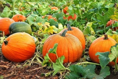 Как правильно вырастить тыкву?