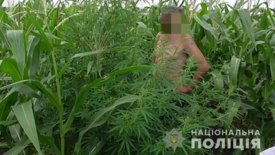 В поле с кукурузой наркоделец посадил коноплю