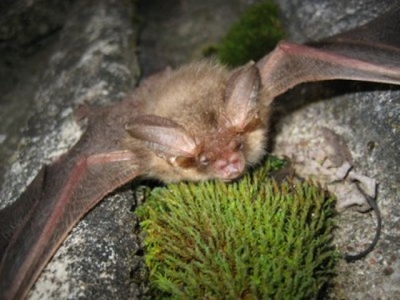 В Харькове хотят сделать приют для «драконов»