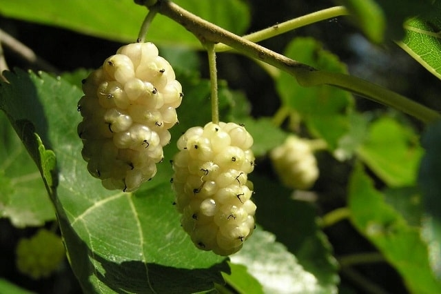 Белая шелковица – полезные свойства растения