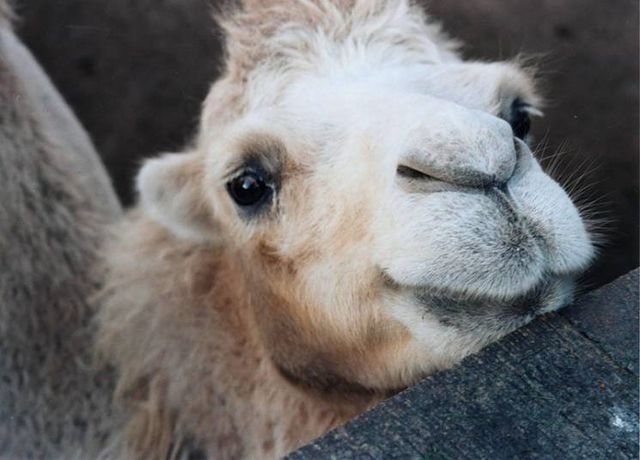 Харьковчане придумали имя для верблюжонка из зоопарка