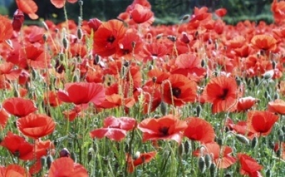 Житель области хранил 4 кг наркосодержащих растений