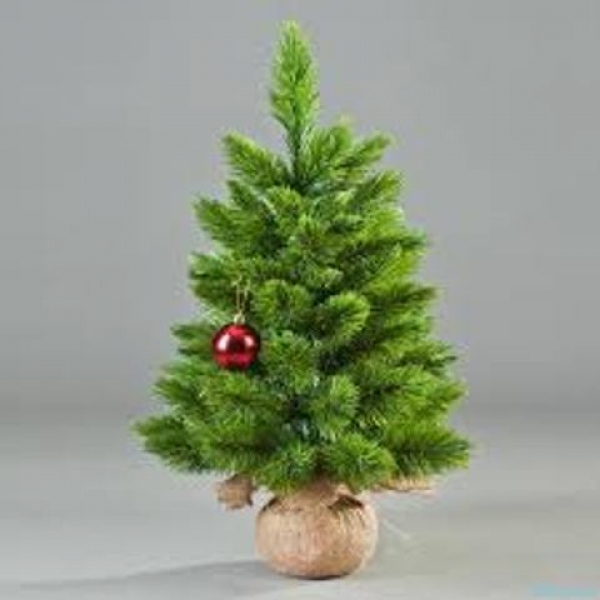 В Харькове предложили альтернативу елкам