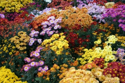 На Харьковщине проходит Бал хризантем