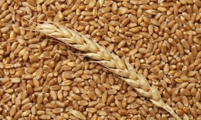 В харьковских закромах стало меньше зерновых