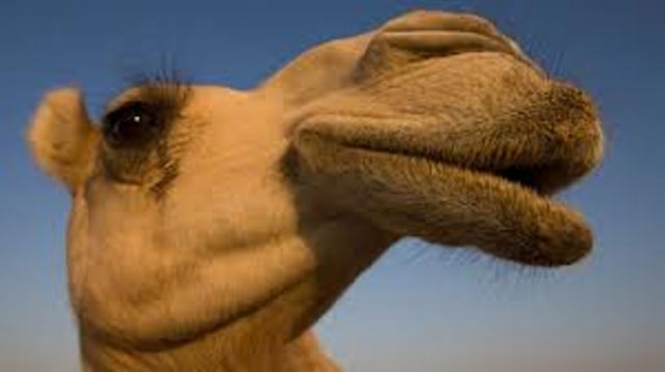В Харькове судятся из-за верблюда