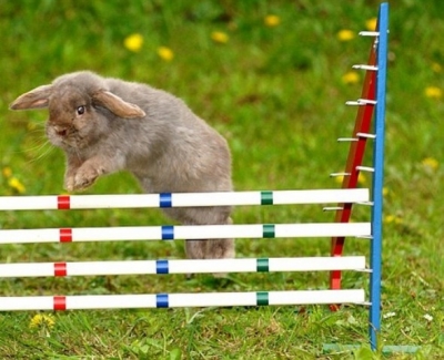 В зоопарке прошли кроличьи бега